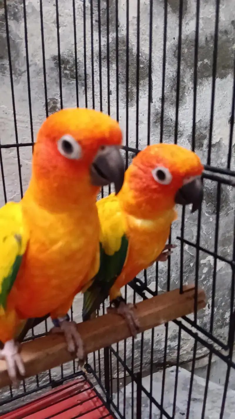 Conure — photo 2