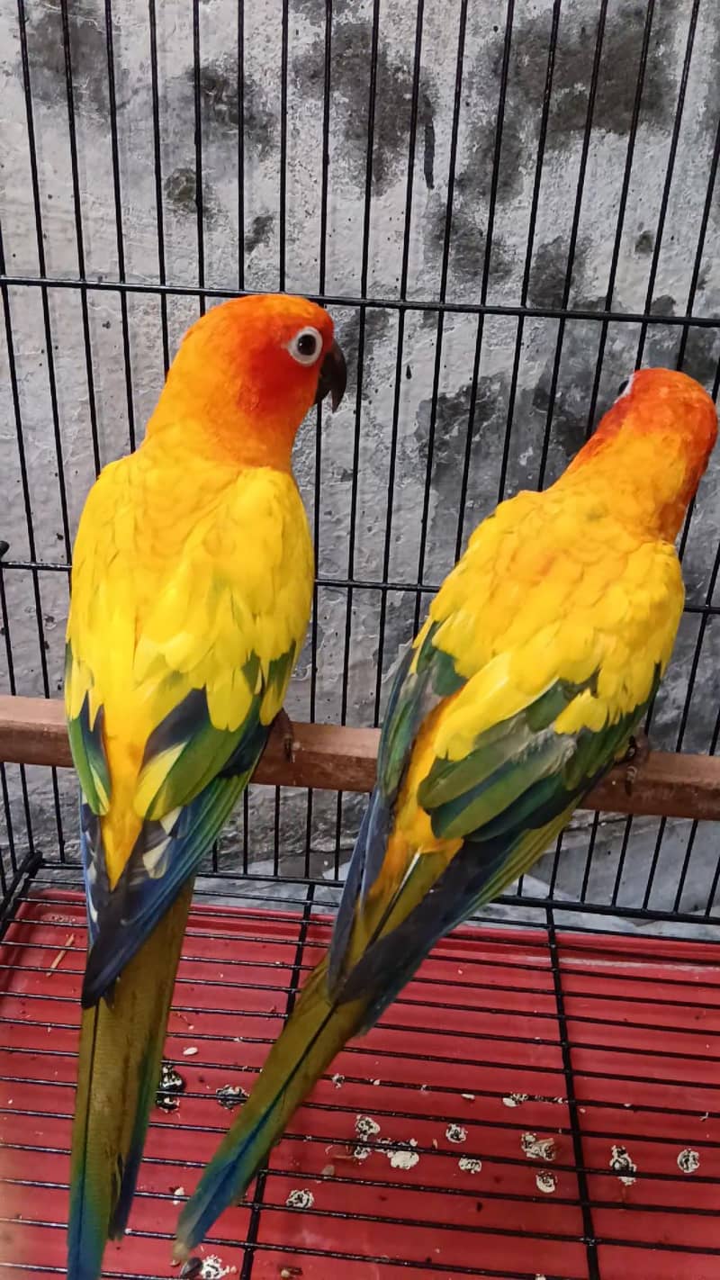 Conure 2