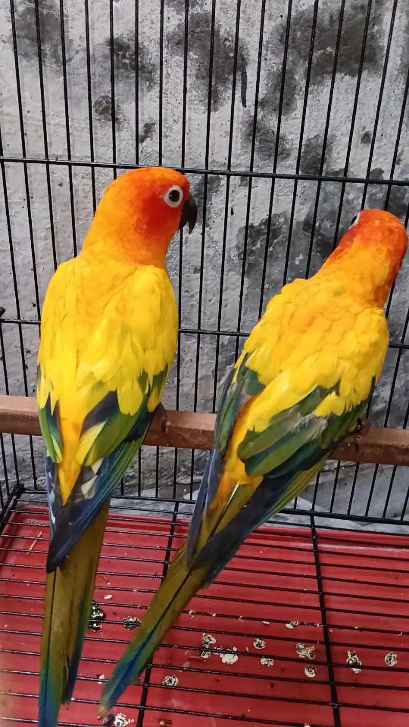 Conure — photo 3