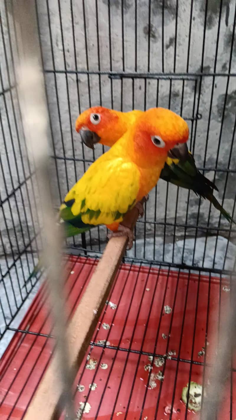 Conure 3