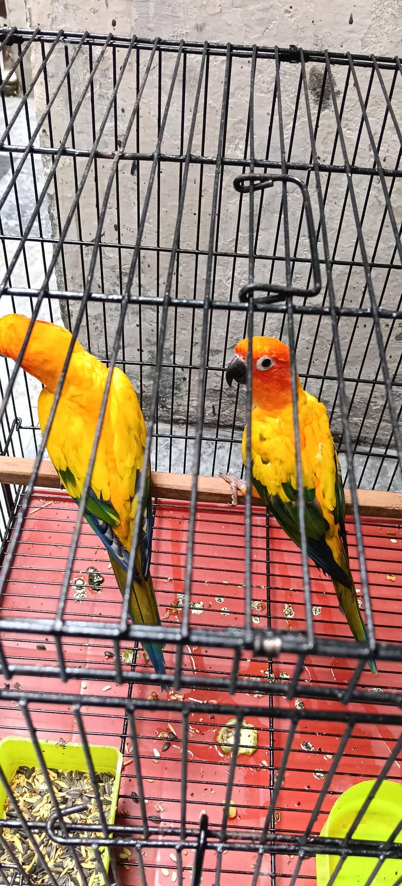 Conure 4