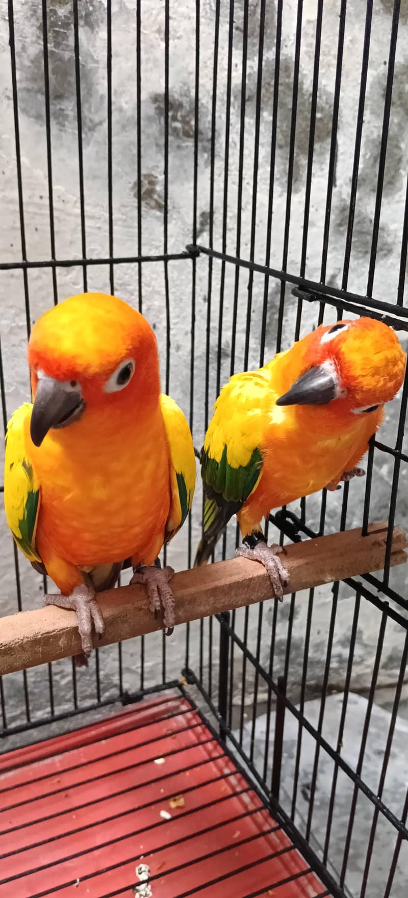 Conure 5