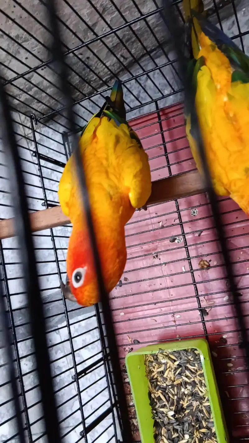 Conure — photo 7