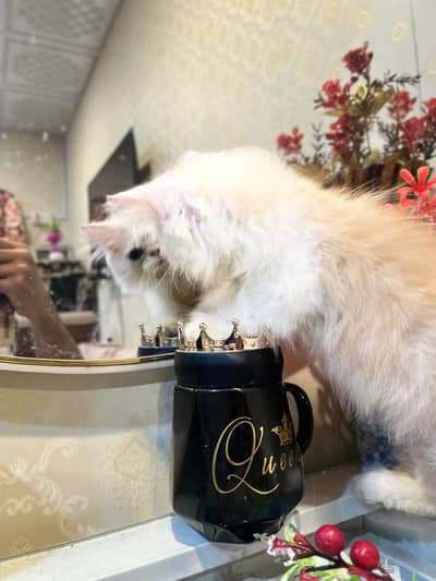 Cfa blood line persion kitten