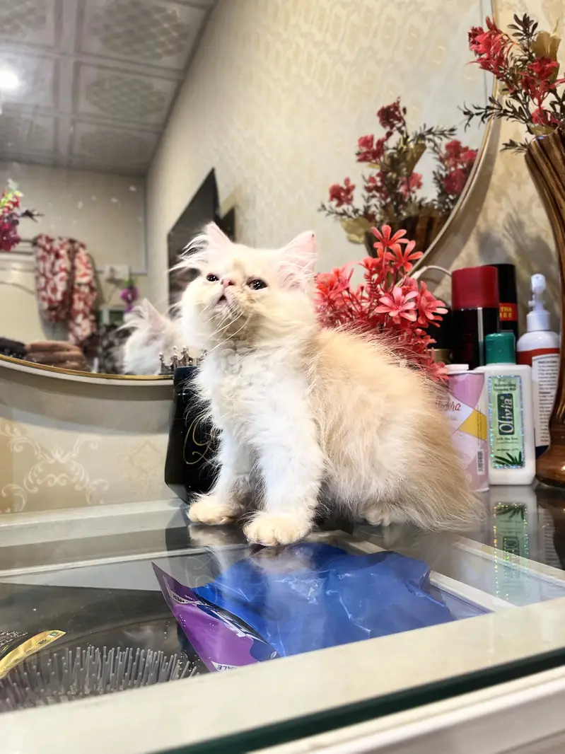 Cfa blood line persion kitten — photo 2