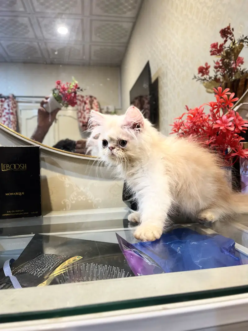 Cfa blood line persion kitten — photo 3