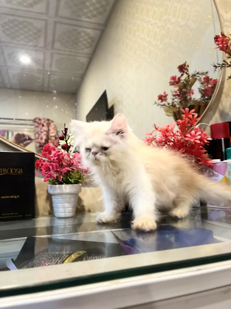 Cfa blood line persion kitten — photo 4