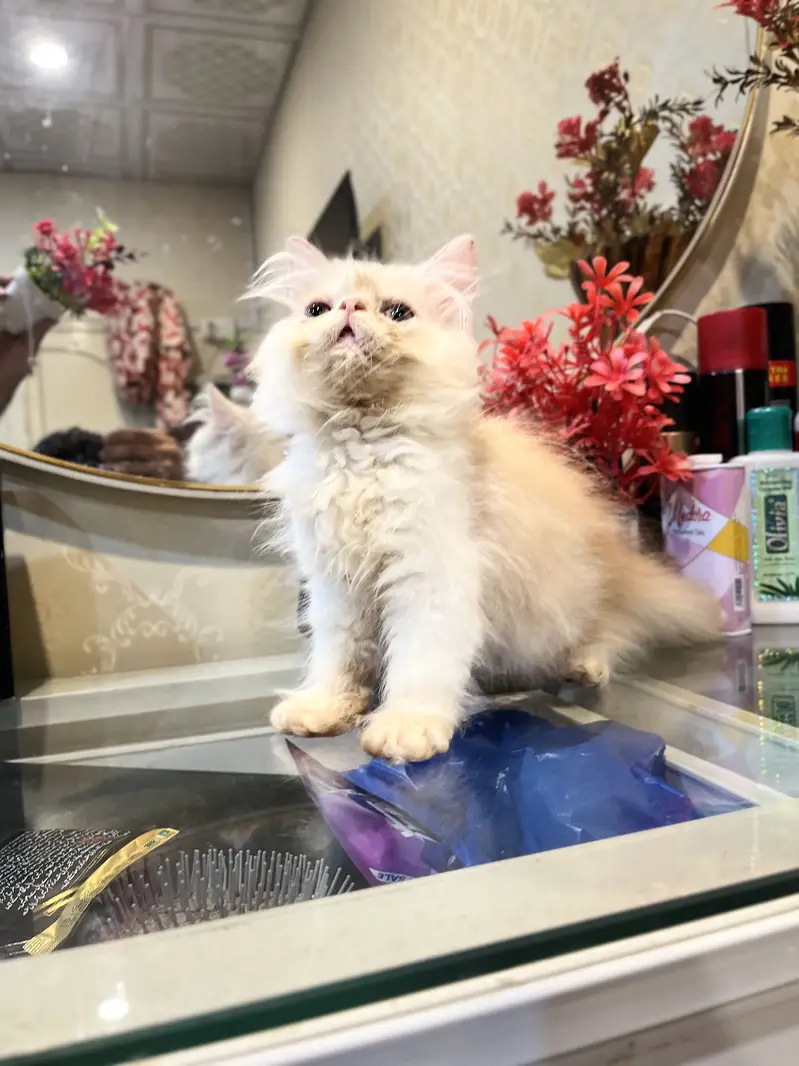 Cfa blood line persion kitten — photo 5