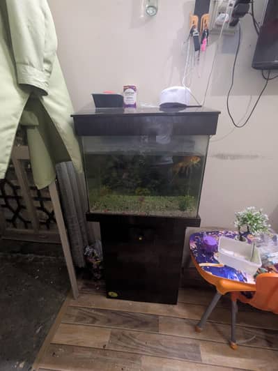 Aquarium Whole Setup with 1 Shark 3 Fish