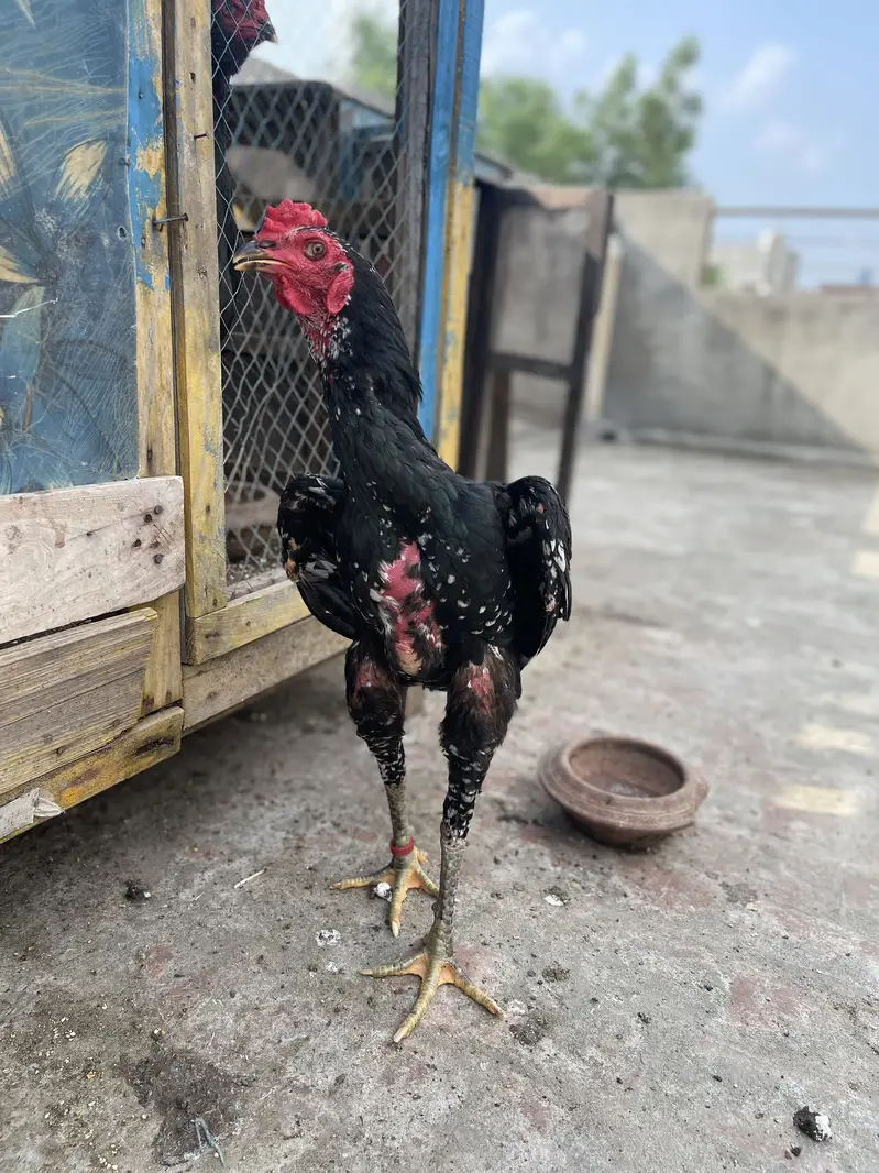 Rajpoot Aseel — photo 2