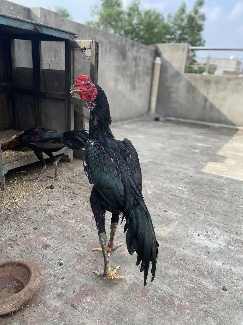 Rajpoot Aseel — photo 3