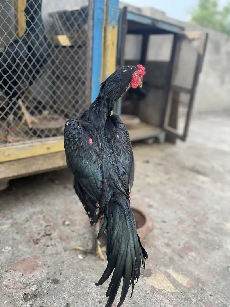 Rajpoot Aseel — photo 4