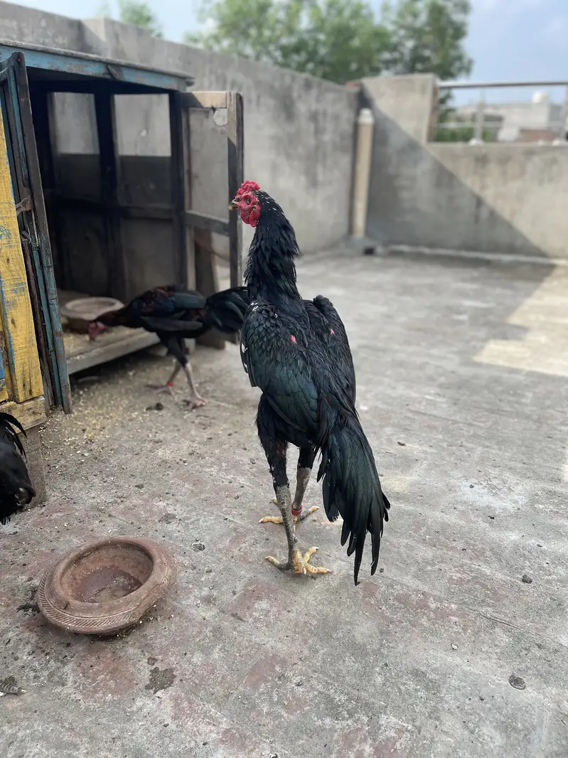 Rajpoot Aseel — photo 5