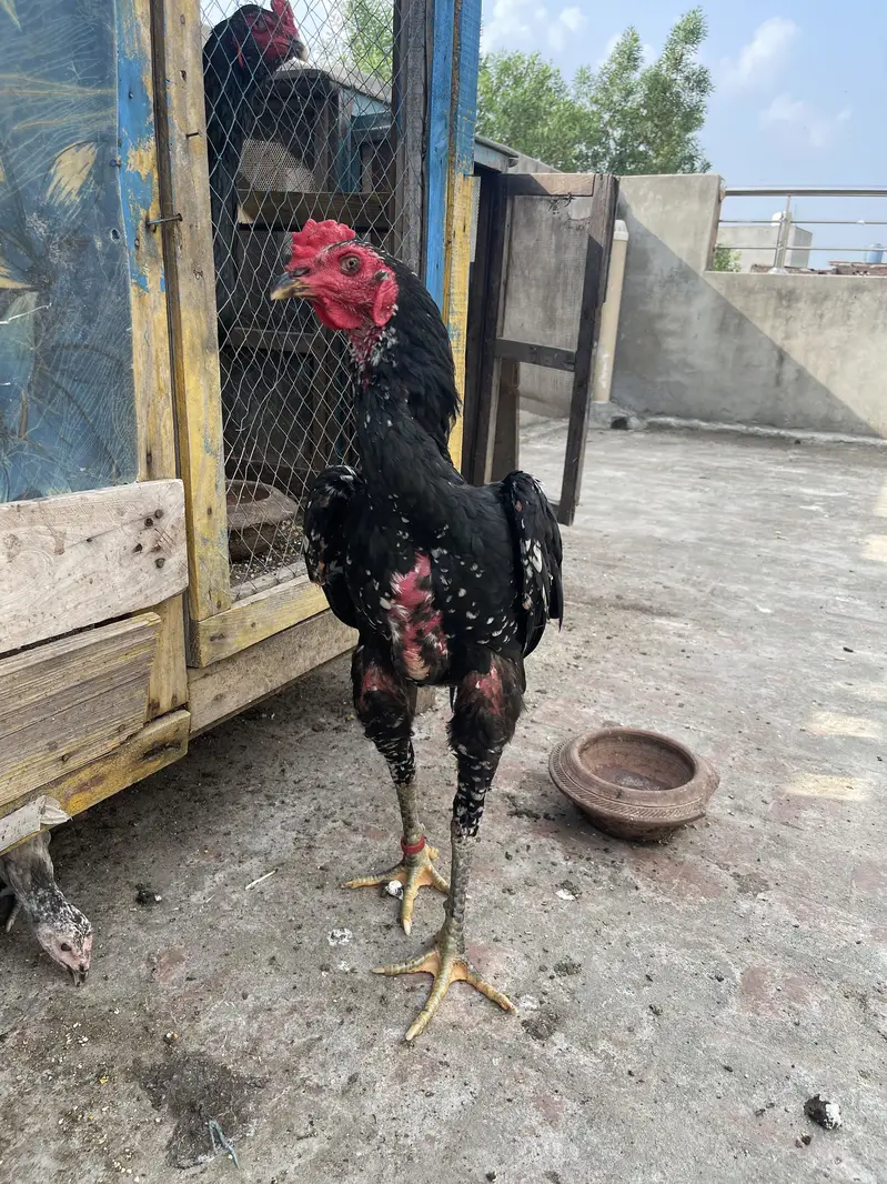 Rajpoot Aseel — photo 6
