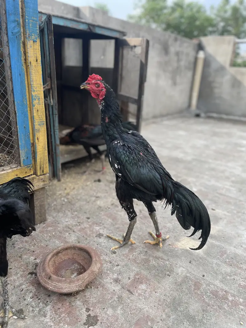 Rajpoot Aseel — photo 7