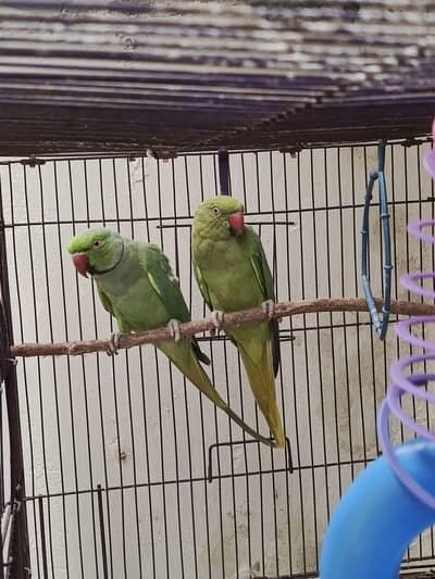 Indian Ring Neck Confirm Breeder pair