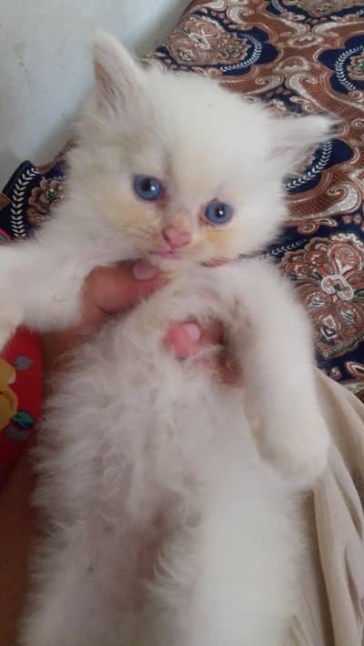 Persion Babies Pair