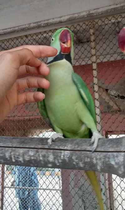 Kashmir Raw Parrot handtam fully