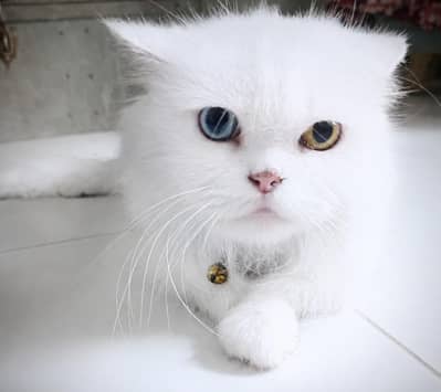 Beautiful Persian Cat for Sale 