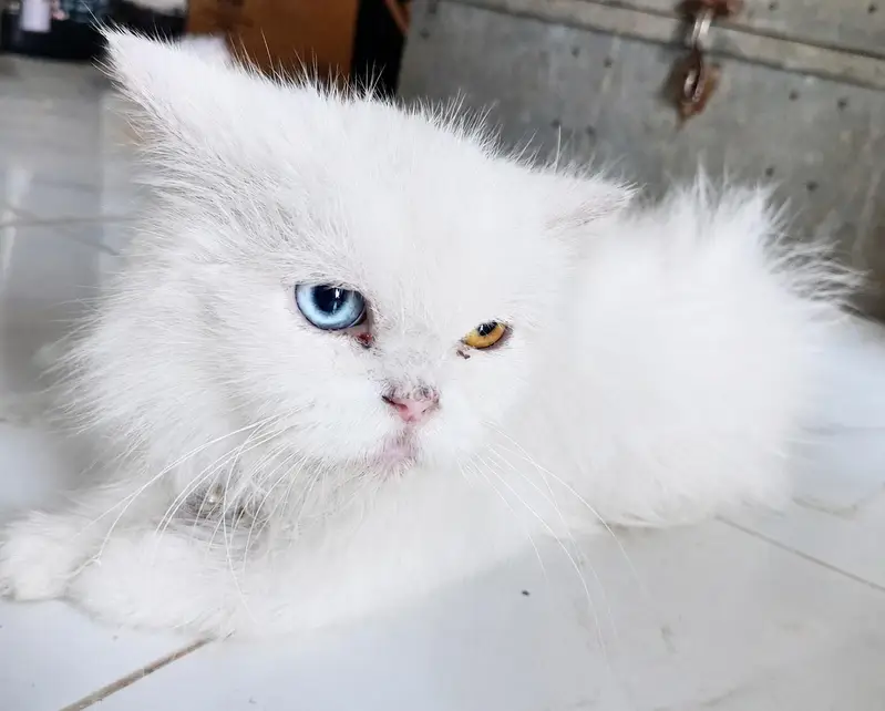 Beautiful Persian Cat for Sale — photo 2