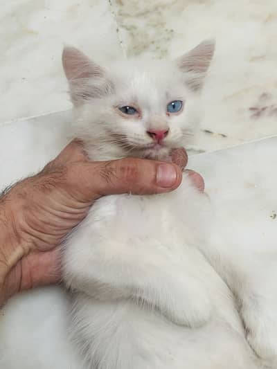 Kittens For Sale .