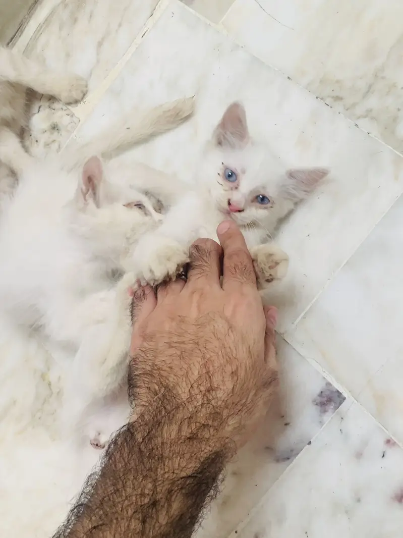 Kittens For Sale . — photo 2