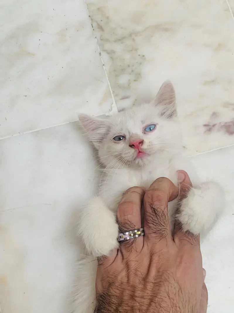 Kittens For Sale . — photo 3