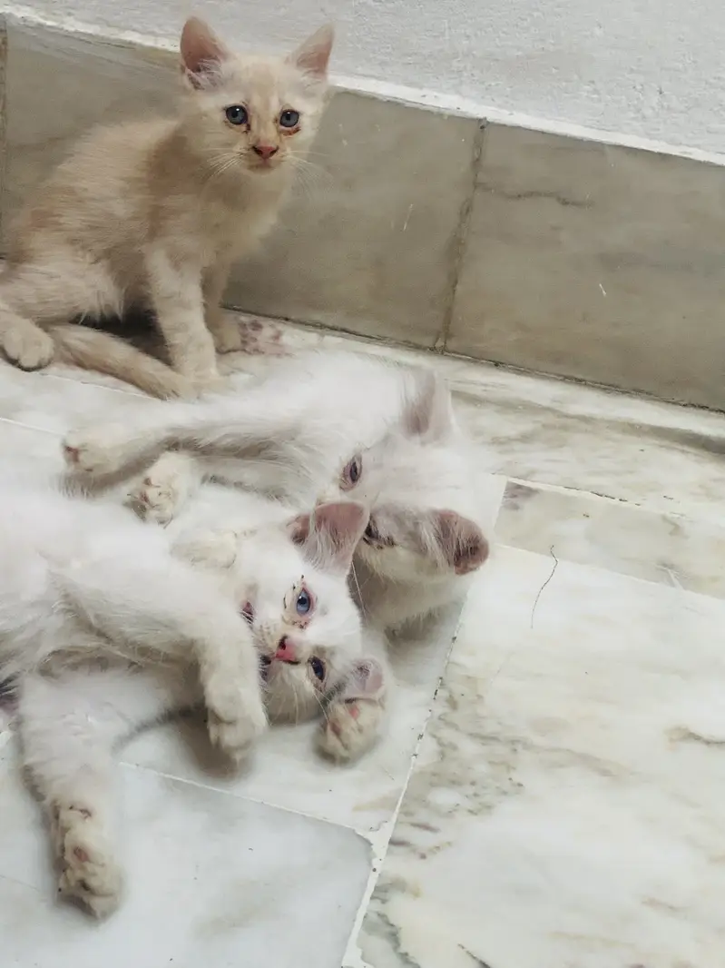 Kittens For Sale . — photo 4