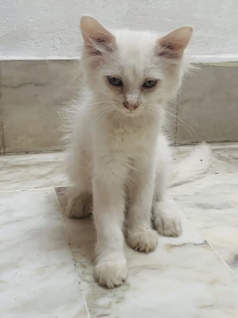Kittens For Sale . — photo 5