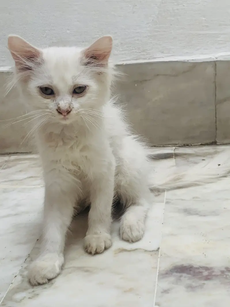 Kittens For Sale . — photo 6