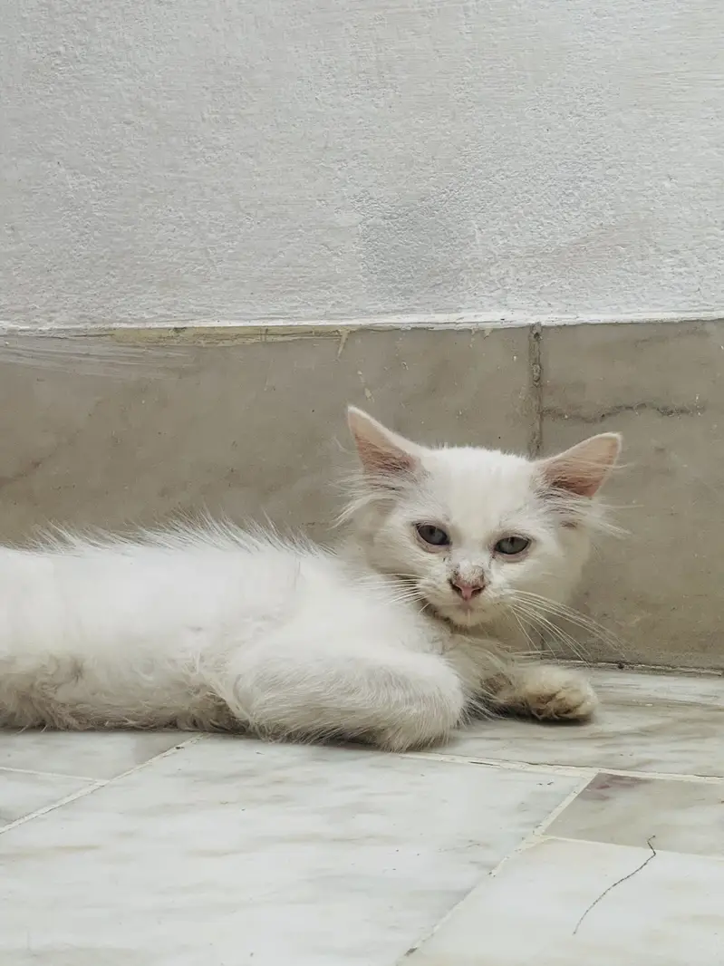 Kittens For Sale . — photo 7