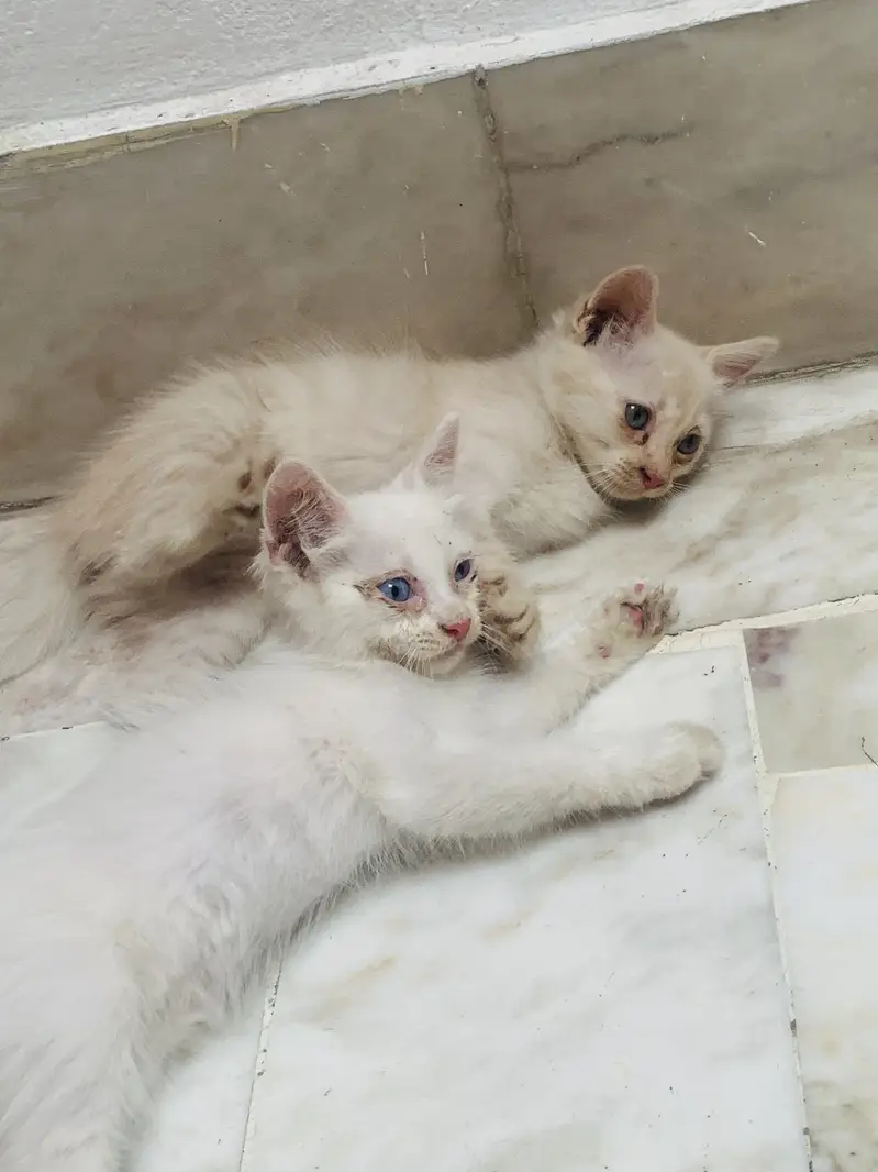 Kittens For Sale . — photo 8