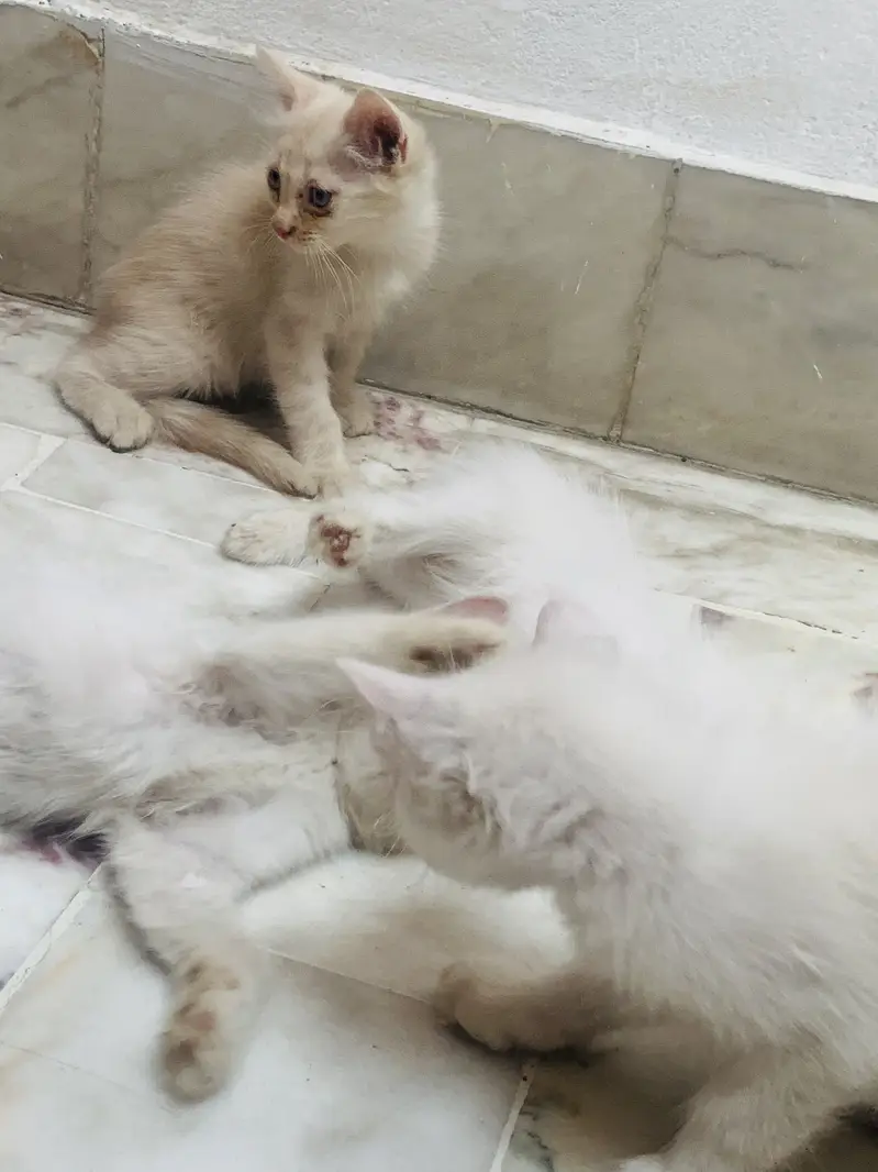 Kittens For Sale . — photo 9