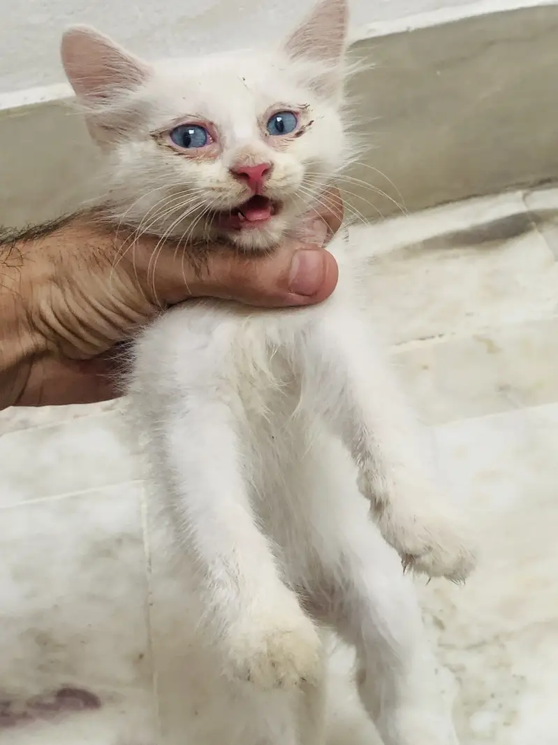 Kittens For Sale . — photo 10