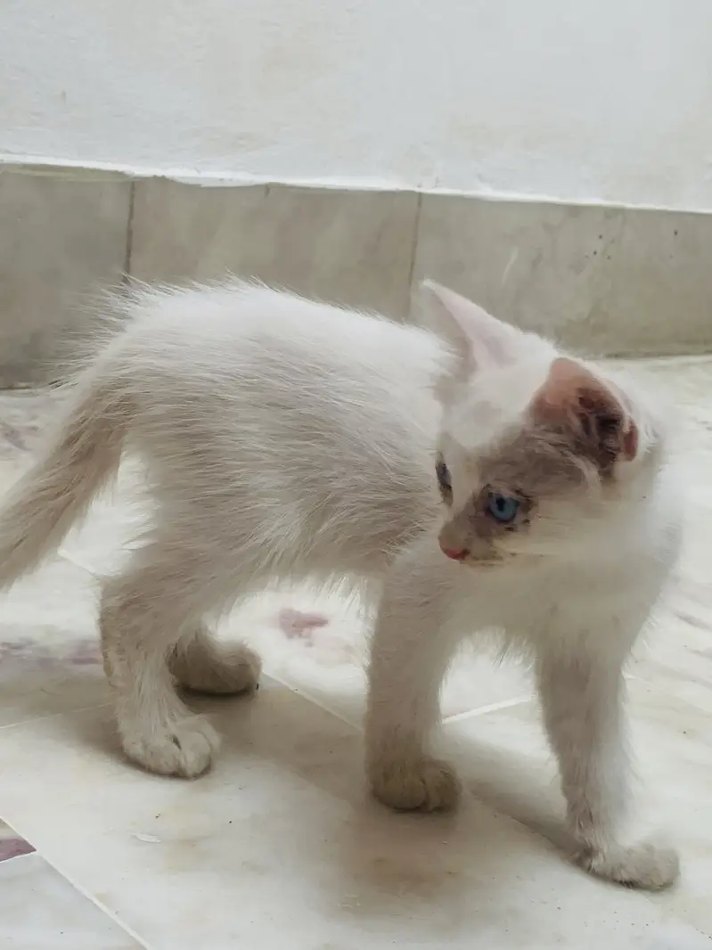 Kittens For Sale . — photo 11