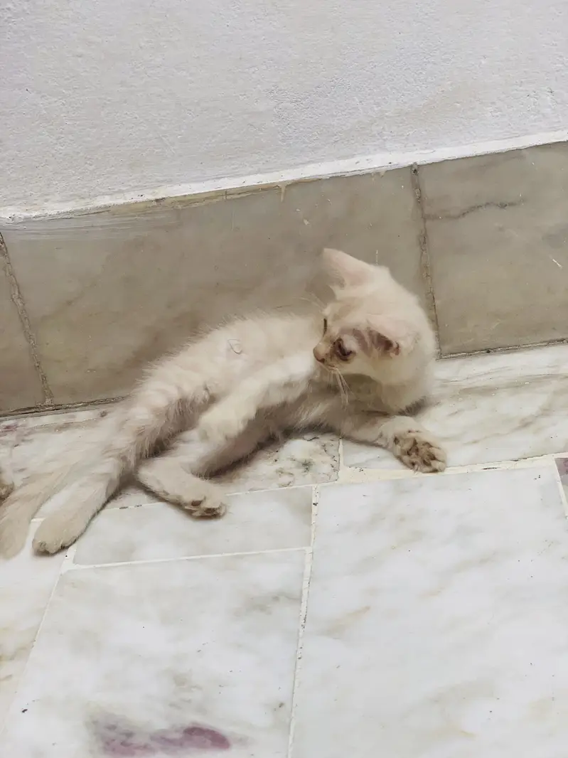 Kittens For Sale . — photo 12