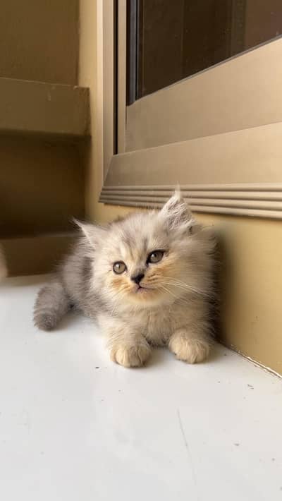 Persian Kittens