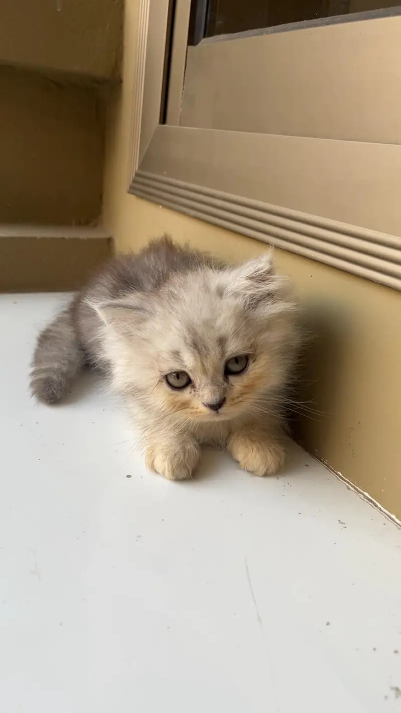 Persian Kittens — photo 2