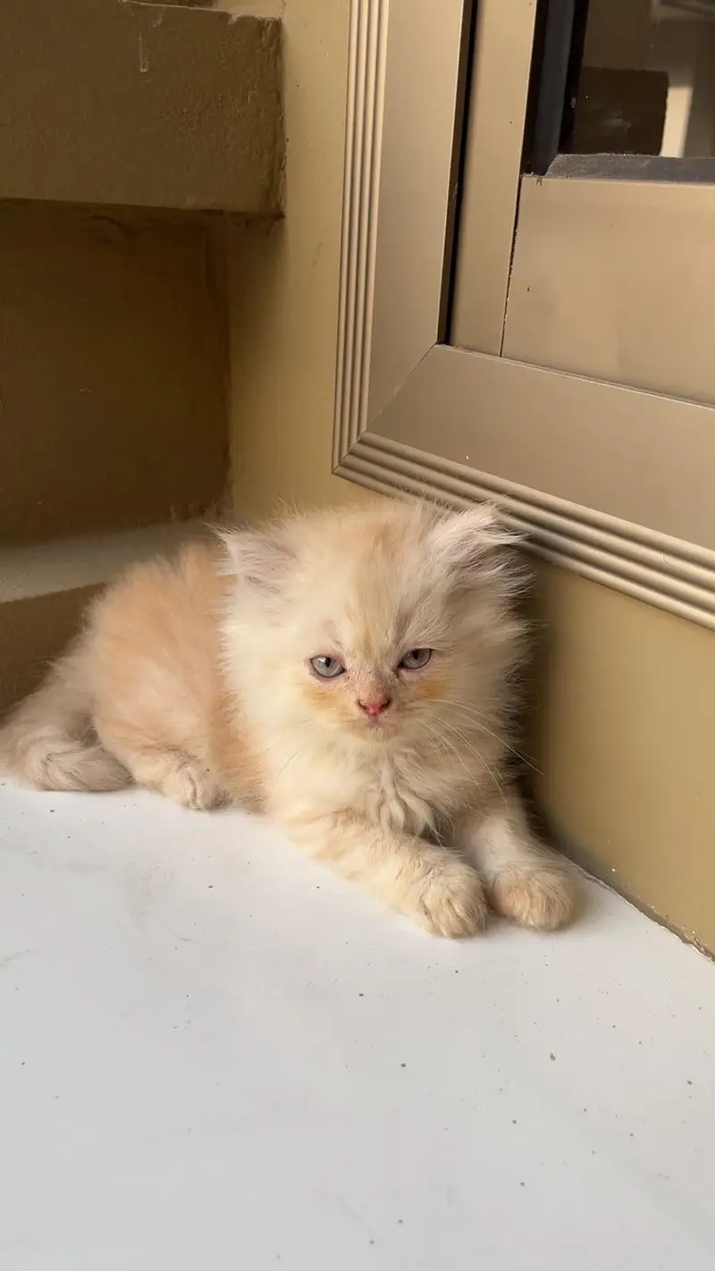 Persian Kittens — photo 3