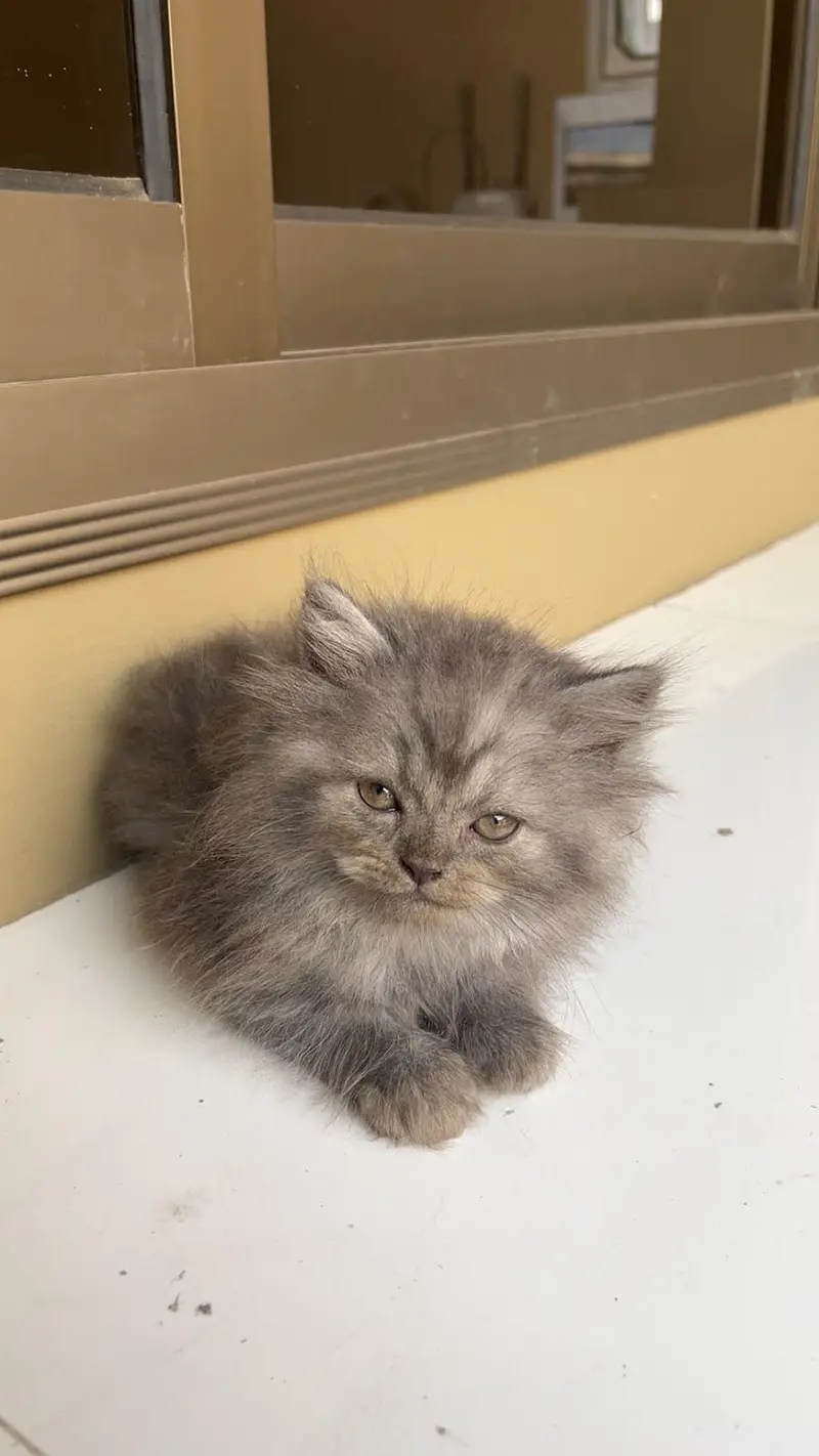 Persian Kittens — photo 4