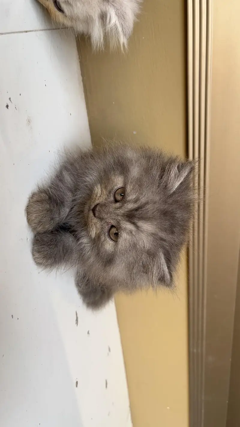 Persian Kittens — photo 5