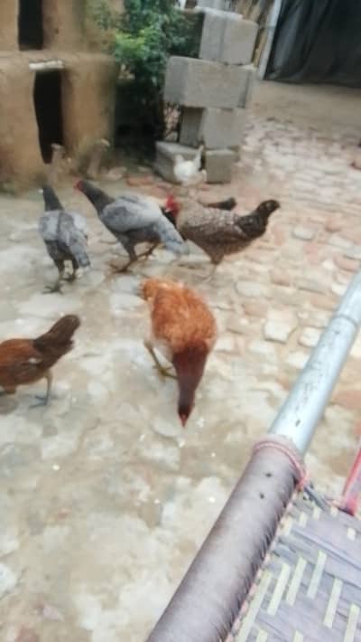 All Hens For Sale