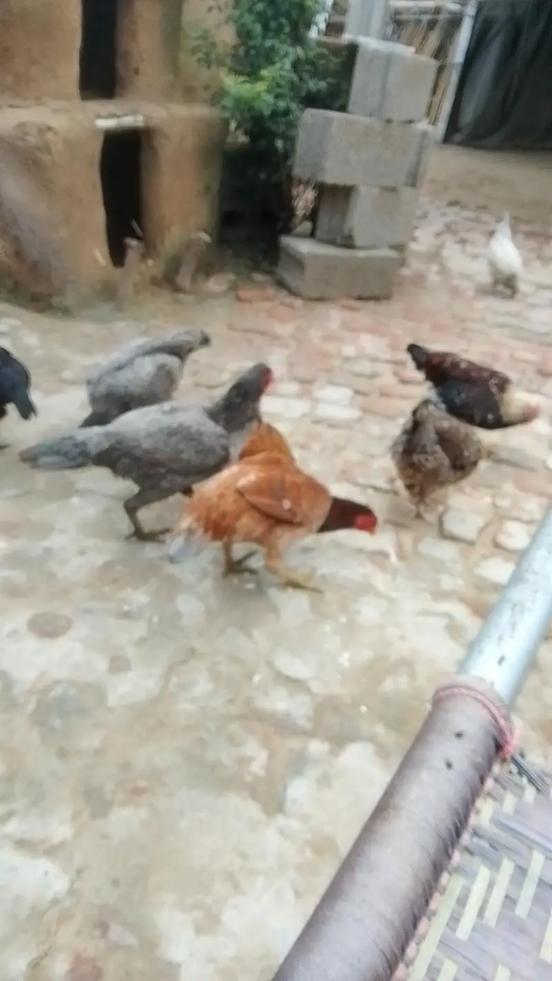 All Hens For Sale — photo 2