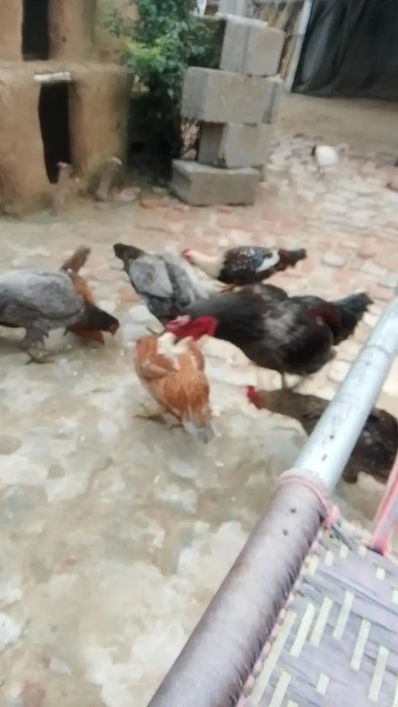 All Hens For Sale — photo 3