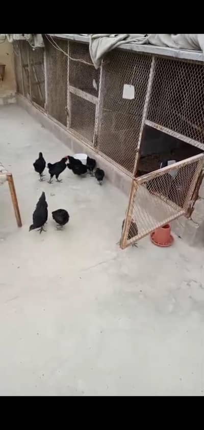 australorp active healthy full vaccine