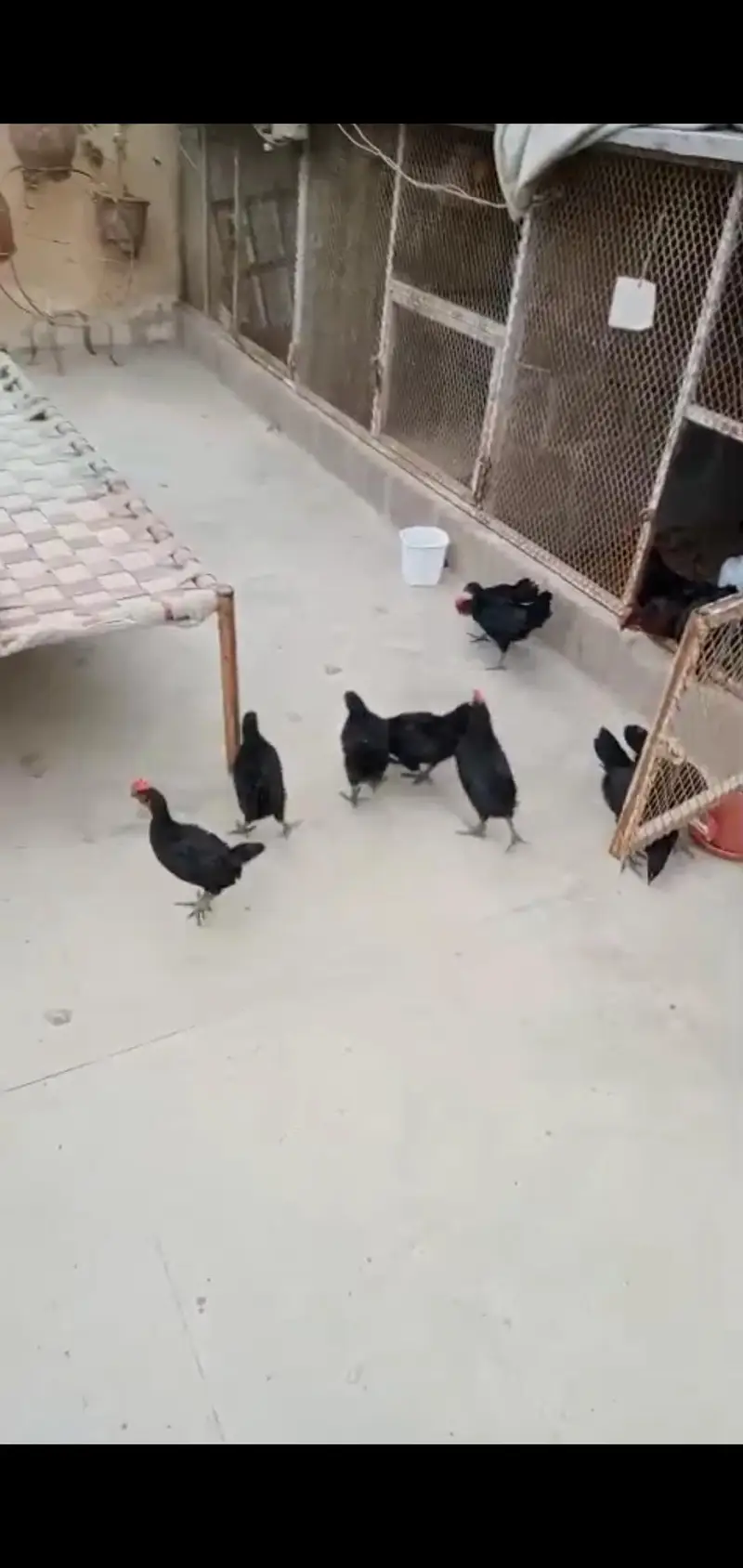 australorp active healthy full vaccine — photo 2