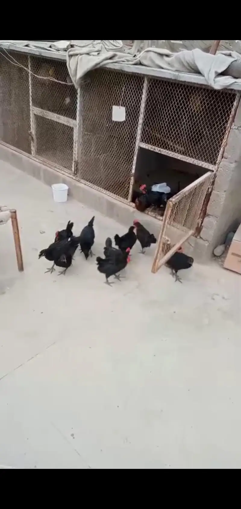 australorp active healthy full vaccine — photo 3