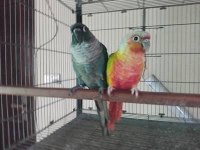 blue turquoise/torquoise conure pair available