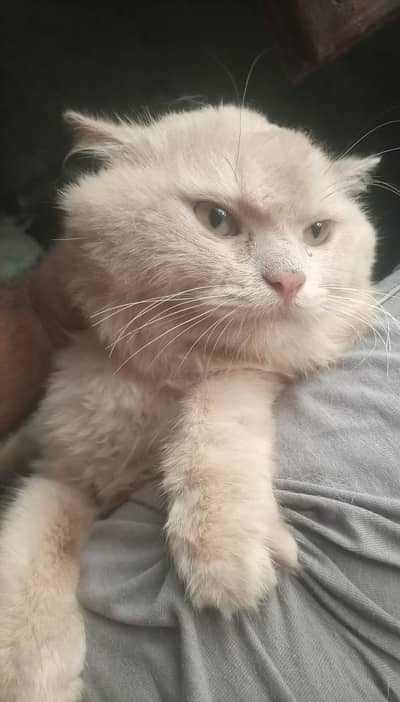 Percian Male Cat for sale