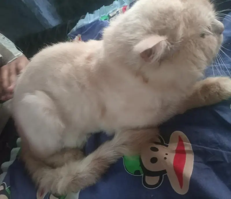 Percian Male Cat for sale — photo 2